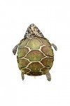 Wearable Tortue Shell Oreillers Maison Cadeau Danniversaire Déguisement Chambre Lavable Animal En Peluche Costume En Peluche