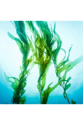 Mixgliss Nu - Algue - 250 Ml