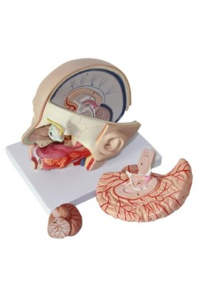 SUCHUANGUANG Anatomie du Cerveau Humain Tête de Crâne Modèle Anatomique du Cerveau Modèle Anatomique de lartère Cérébrale Hu